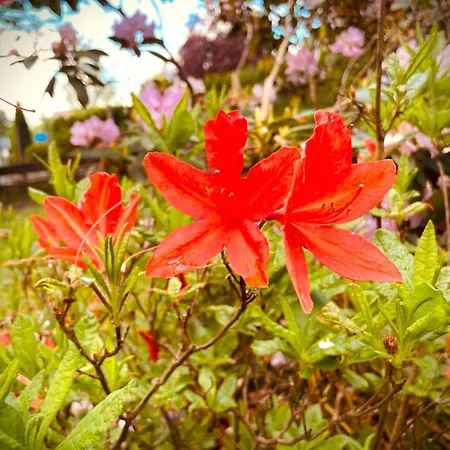 Peters Aparthotel Goslar